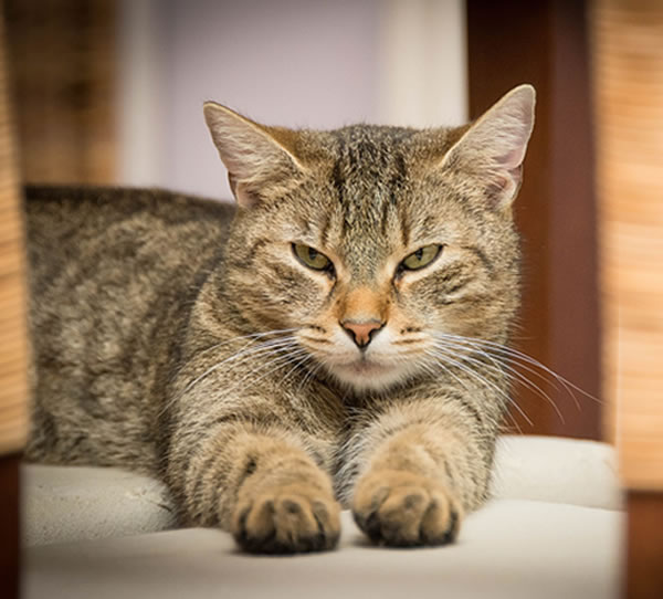 Der Ratgeber rund um die Katze zum Thema Katzenhaltung, Katzenspielzeug und Kratzbäume